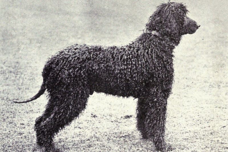 An Irish Water Spaniel in 1915. (Public Domain)