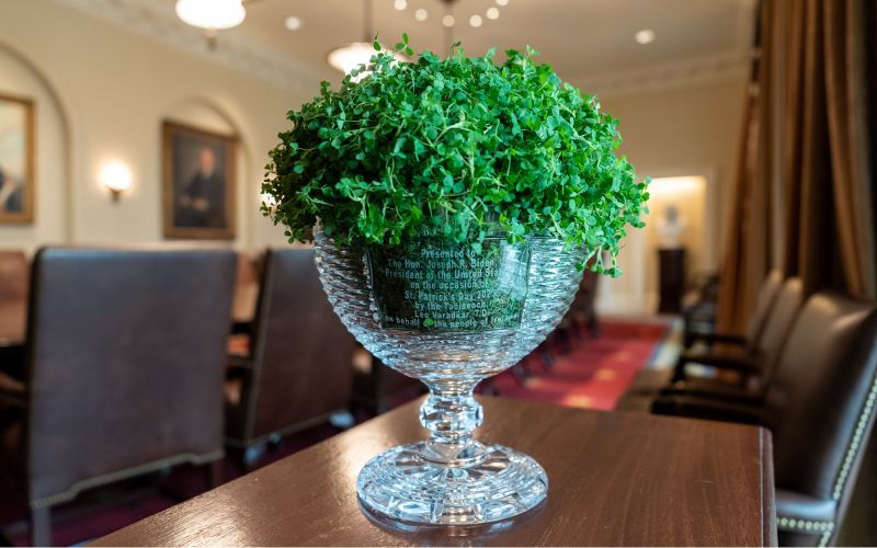 The traditional bowl of shamrock at the White House for St. Patrick's Day 2023. (White House / Flickr) The traditional bowl of shamrock at the White House for St. Patrick's Day 2023. (White House / Flickr)